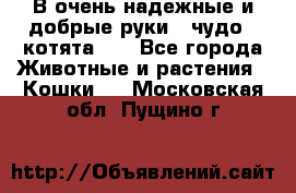 В очень надежные и добрые руки - чудо - котята!!! - Все города Животные и растения » Кошки   . Московская обл.,Пущино г.